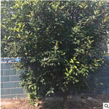 石楠 本基地供應(yīng)精品石楠球