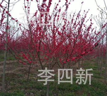 大量供應(yīng)菊花桃，碧桃，紅葉桃，龍柱碧桃。