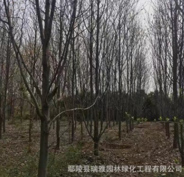 基地供應(yīng)精品玉蘭 二喬玉蘭丶白玉蘭8----16公分