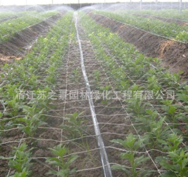 廠家直銷供應抗老化耐用 微噴帶 塑料微噴 節水專用噴灌帶 滴灌帶