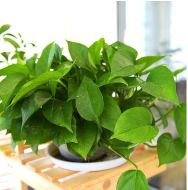 基地直銷綠蘿盆栽室內吸除甲醛綠植凈化空氣水培植物花卉吊蘭綠籮