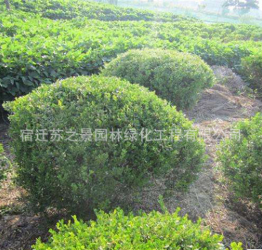 基地批發(fā)黃楊球價格 80-120cm黃楊球球銷售 工程綠化苗木