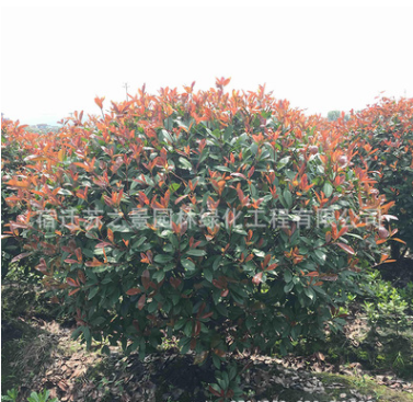 供應綠化苗木 紅葉石楠 紅葉石楠球 獨桿紅葉石楠