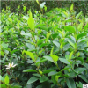 含笑花苗盆栽盆景 濃香型 香蕉花 陽(yáng)臺(tái)室內(nèi)庭院綠植花卉
