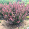 批發優質紅葉小檗苗 園林綠化苗紅葉小檗樹苗 基地直銷