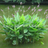 水生花卉 再力花 直銷 挺水 水生植物 易管理 水體綠化