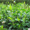 含笑花苗盆栽盆景 濃香型 香蕉花 陽臺室內庭院綠植花卉