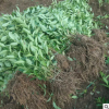 批發工程綠化苗木連翹苗規格全黃金條園林觀花植物連翹小苗