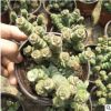基地直銷多肉植物大盆錢串 超大桌面盆栽植物批發 量大優惠