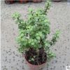 金枝玉葉批發盆栽綠植 金枝玉葉 進口多肉植物 規格齊全多肉盆栽