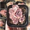 多肉植物批優質 多肉植物秀妍群生 精品多肉基地直銷