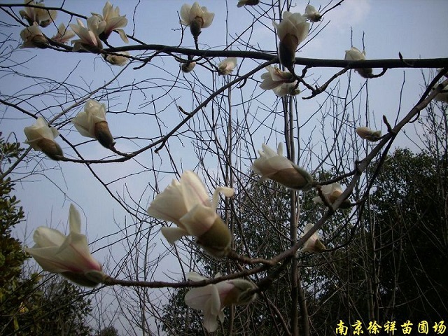 白玉蘭