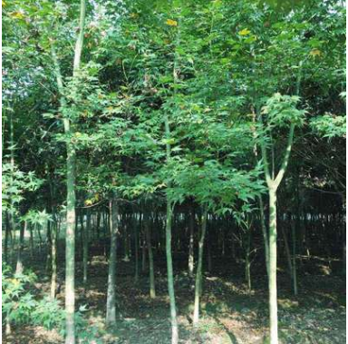 青楓2-3米截桿耐旱植物批發(fā)供應“四季”綠化苗木園林觀賞