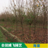 基地供應綠化樹海棠苗觀花類植物海棠條子