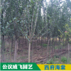 現貨批發精品西府海棠喬木小苗樹苗量大從優各類苗木批發