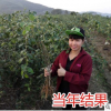 臺(tái)灣大青棗果樹苗嫁接苗水果苗四季盆栽地栽果苗南方種植當(dāng)年結(jié)果