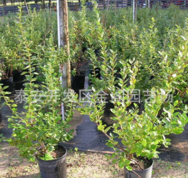 批發優質果樹苗兔眼藍莓苗 花卉藍莓苗木 盆栽藍莓果樹苗