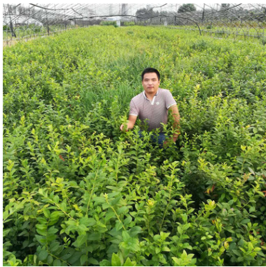 優質藍莓品種 高叢藍莓 矮叢藍莓 兔眼藍莓