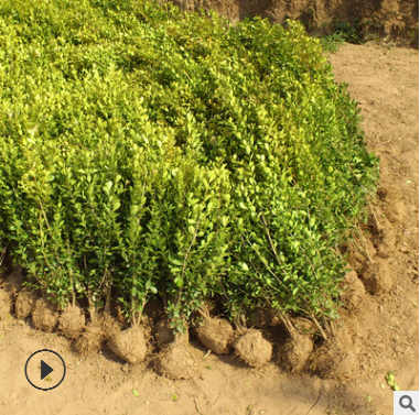 基地直銷(xiāo)小葉黃楊苗 工程綠化瓜子黃楊球 籬笆樹(shù)苗