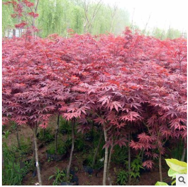 基地批發銷售日本紅楓樹苗 庭院觀賞苗木 紅楓苗