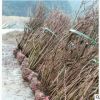 工程綠化結(jié)香球型 色塊毛球規(guī)格齊全蕭山基地直銷