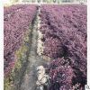 工程綠化紅花繼木 色塊毛球袋杯 蕭山基地直銷一站式采購