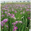 紅花常綠鳶尾 水生植物基地 濕地景觀工程 河道綠化凈化水質(zhì)處理