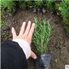 基地農(nóng)戶直銷 迷迭香 盆栽各種規(guī)格草花