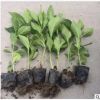 基地農(nóng)戶直銷 繡球花 八仙花
