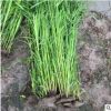 狐尾藻 水生植物基地 濕地景觀工程 河道綠化凈化水質(zhì)處理