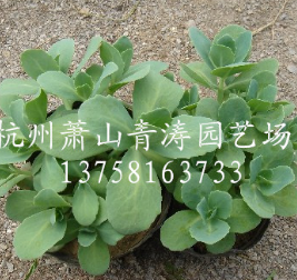 八寶景天