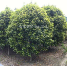 大豐精品桂花