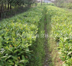 大葉桂櫻
