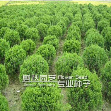 龍柏苗 龍柏樹苗 造型 柏四季常青耐寒 苗圃直銷量大從優