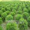 龍柏苗 龍柏樹(shù)苗 造型 柏四季常青耐寒 苗圃直銷量大從優(yōu)