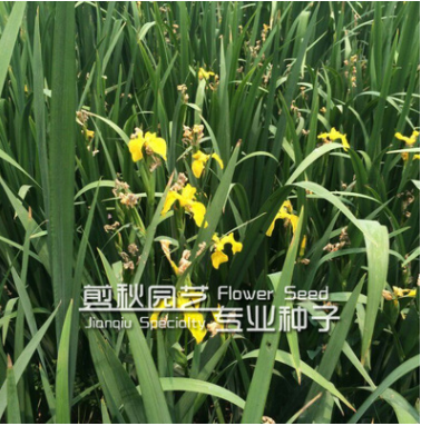 供應(yīng)宿根花卉萱草 金娃娃萱草 大花萱草 綠化苗木花卉易成活