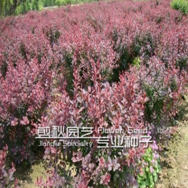 批發紅葉小檗苗 綠籬用苗 規格齊全 價格從優