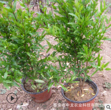 無籽水晶石榴苗價格 突尼斯軟籽甜石榴苗基地