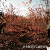批發嫁接美國紅楓樹苗 山東6公分美國紅楓樹價格 7公分秋火焰價格