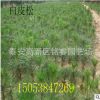 白皮松 山東白皮松價格 泰安白皮松樹苗產地