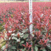 紅葉石楠 鄢陵紅葉石楠40-60公分