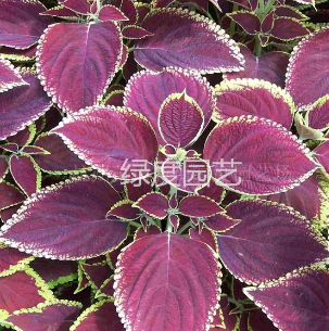 浙江杭州彩葉草