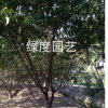 浙江杭州碧桃