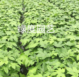 浙江杭州八角金盤