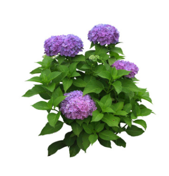 丁香花樹苗庭院綠化植物盆栽地栽紫丁香樹苗當(dāng)年開花濃香花卉植物