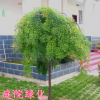 國(guó)槐苗國(guó)槐樹(shù)苗黃金槐樹(shù)苗國(guó)槐小苗庭院耐寒耐旱綠化苗木行道樹(shù)