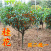 嫁接桂花樹(shù)苗盆栽丹桂金桂四季桂沉香桂室內(nèi)陽(yáng)臺(tái)庭院濃香型桂花苗