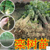 欒樹(shù)苗小苗黃山欒北京欒園林工程綠化苗木行道樹(shù)庭院風(fēng)景