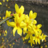 迎春花顏色鮮艷，易養(yǎng)活
