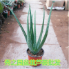 批發綠植盆栽植物食用美容庫拉索木立不夜城蘆薈苗 美容綠植花卉